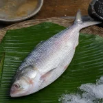 চাঁদ পুরের ইলিশ মাছ