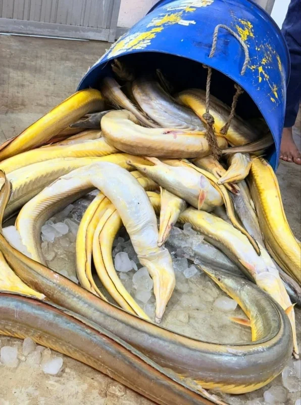 Premium Quality Golden Pike Eel (সোনালি বাইম)