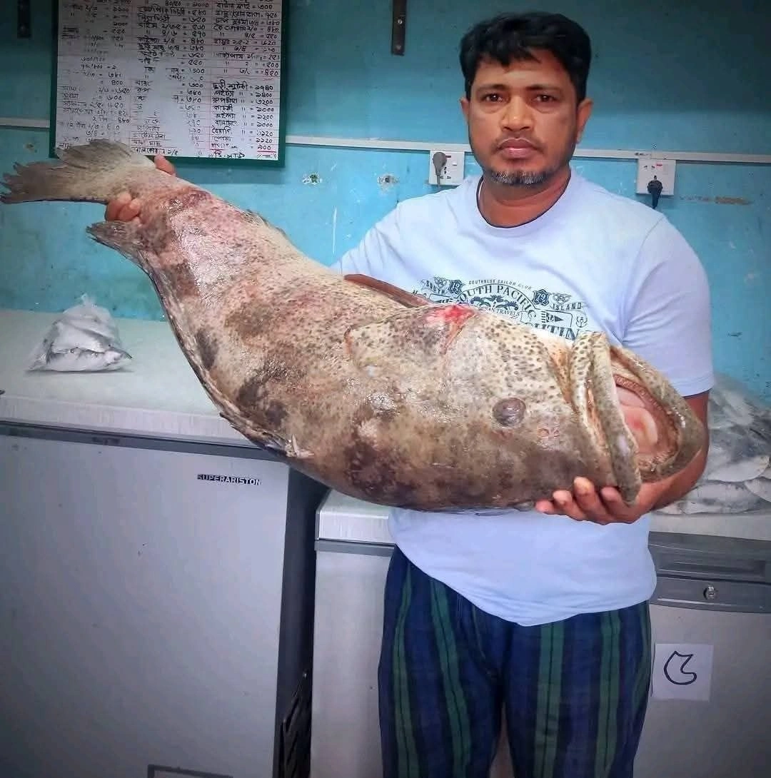 Fresh Sea Grouper Hamour Fish 3 Premium Quality Hamour / Grouper Fish