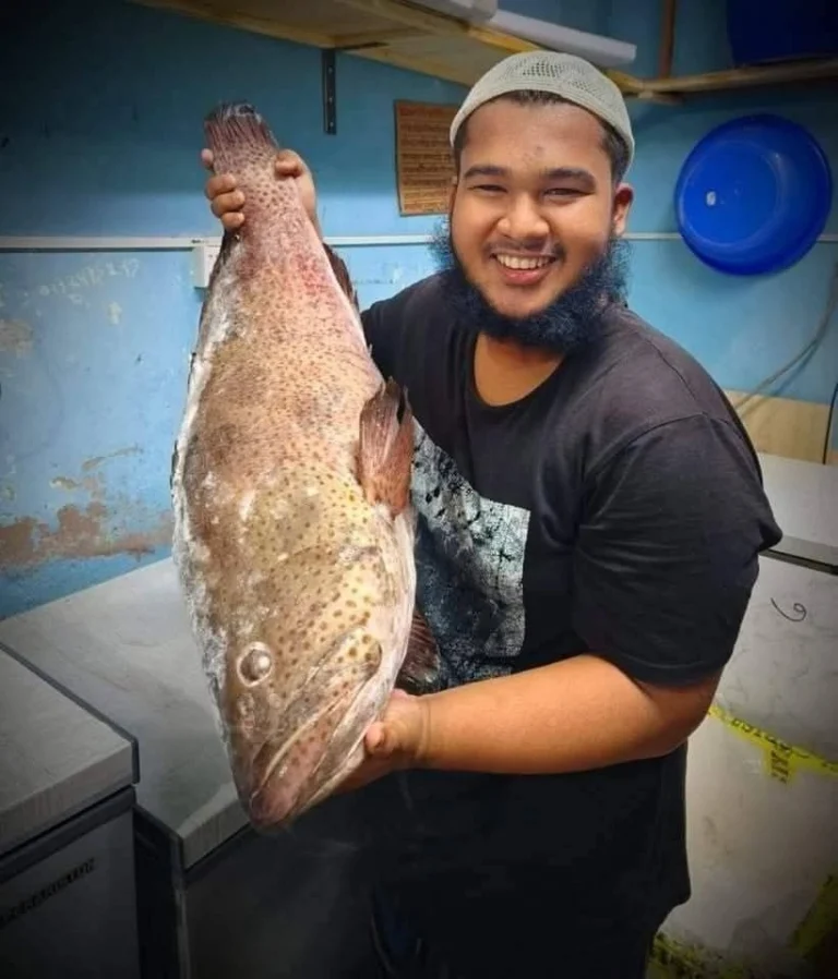 Premium Quality Hamour / Grouper Fish