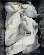 Premium Fresh Rupchanda (Pomfret) Fish Online