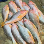 Fresh Sea Red Snapper (তাজা সামুদ্রিক লাল কোরাল মাছ)
