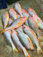Fresh Sea Red Snapper (তাজা সামুদ্রিক লাল কোরাল মাছ)