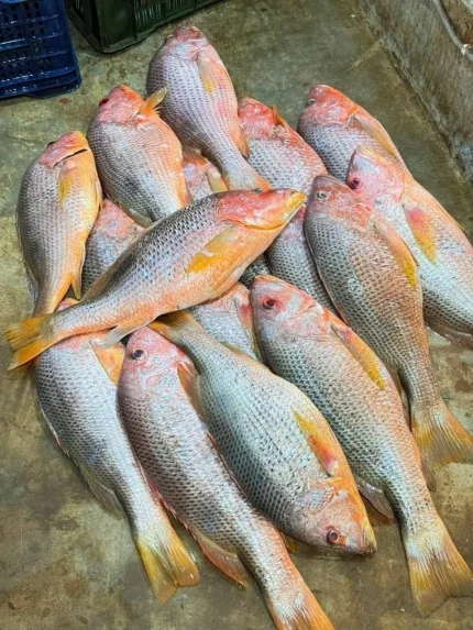 Fresh Sea Red Snapper (তাজা সামুদ্রিক লাল কোরাল মাছ)