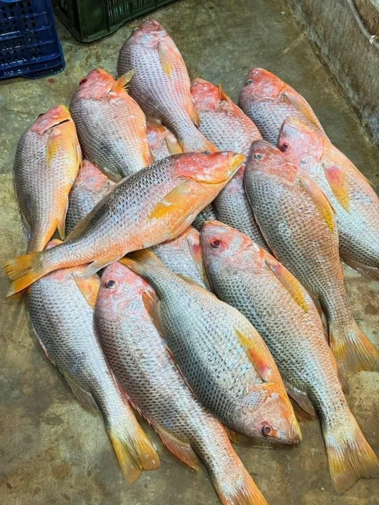 Fresh Sea Red Snapper (তাজা সামুদ্রিক লাল কোরাল মাছ)