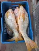 Red Snapper - লাল কোরাল মাছ - Image 2