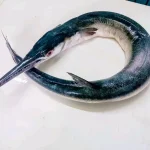 Fresh Sea Needlefish / Premium Kaikka Fish