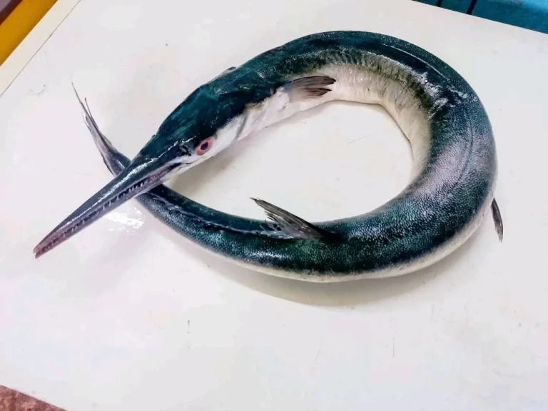 Fresh Sea Needlefish / Premium Kaikka Fish
