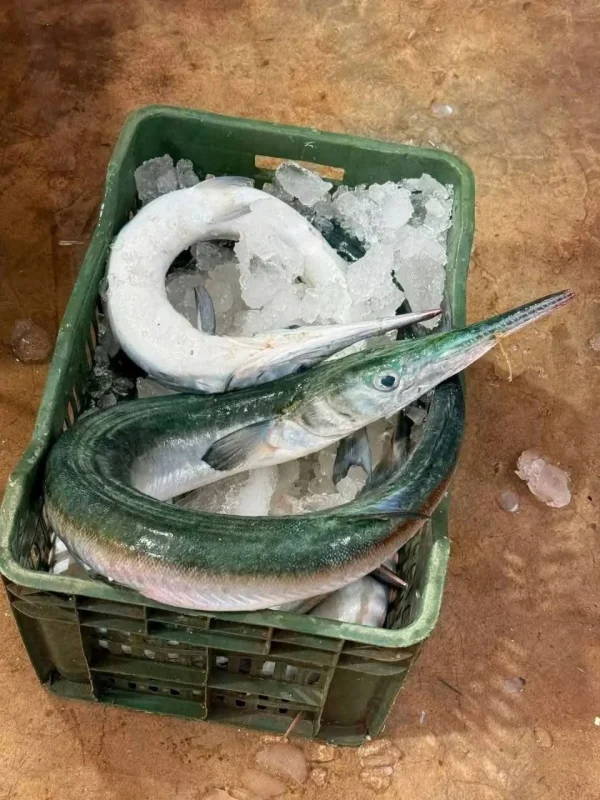 Fresh Sea Needlefish / Premium Kaikka Fish