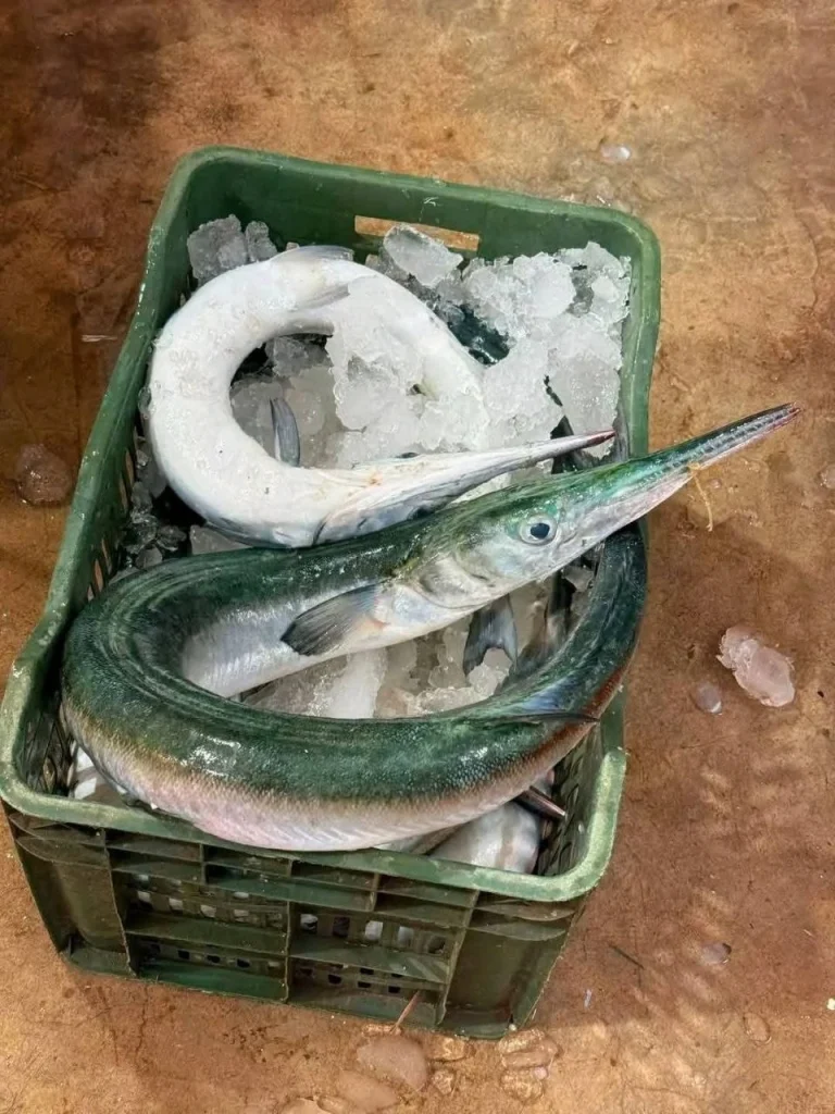 Fresh Sea Needlefish / Premium Kaikka Fish