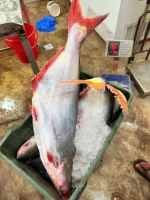 Premium Quality Sea Pangasius (সামুদ্রিক পাঙ্গাশ)