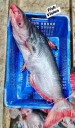 Premium Quality Sea Pangasius (সামুদ্রিক পাঙ্গাশ)