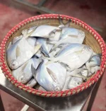 Premium Fresh Rupchanda (Pomfret) Fish Online