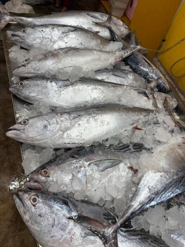 Premium Fresh Sea Tuna Fish Online