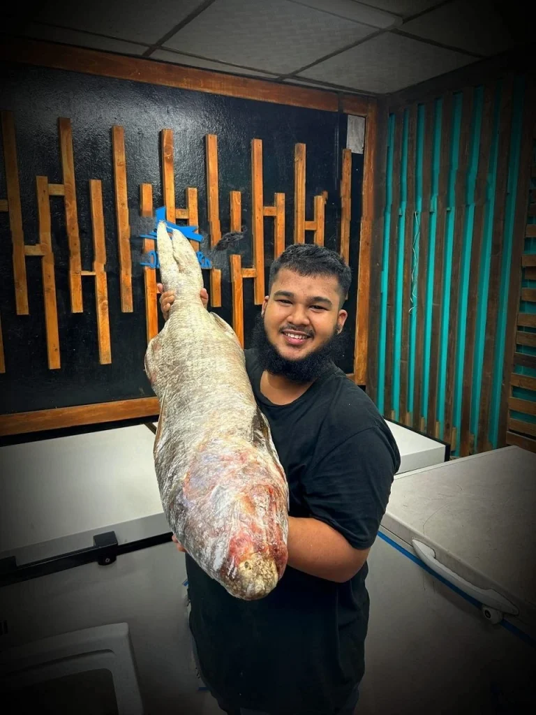 Premium Fresh Lakka (Indian Salmon) Fish Online