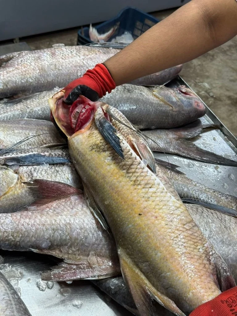 Premium Fresh Lakka (Indian Salmon) Fish Online