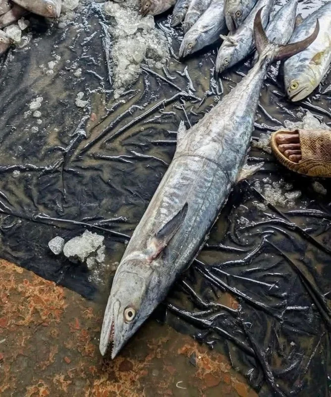 Fresh Sea King Fish / Rocket Surma