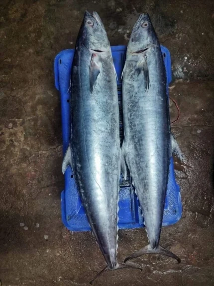 Fresh Sea King Fish / Rocket Surma