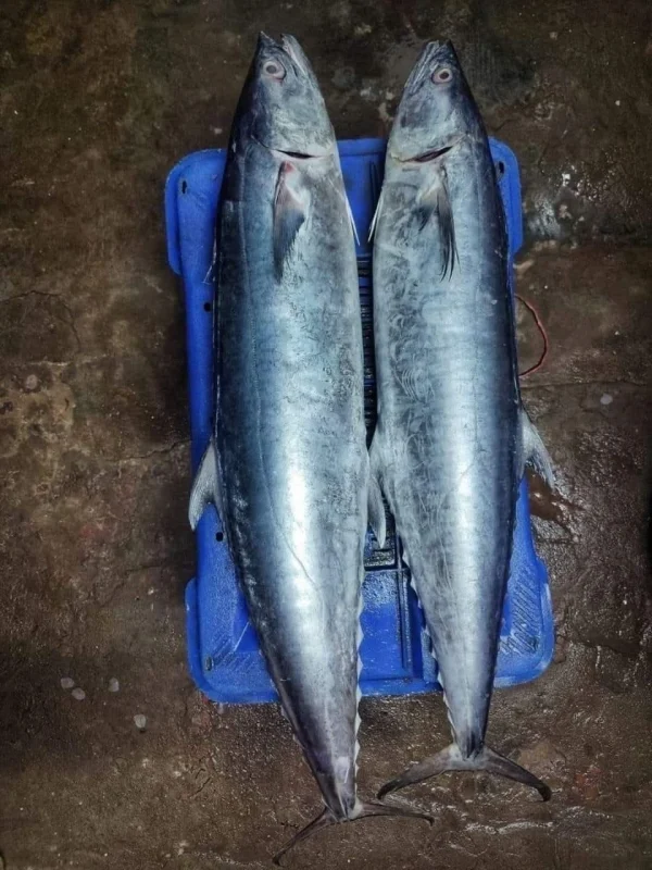 Fresh Sea King Fish / Rocket Surma