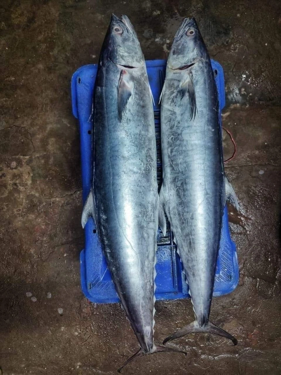 প্রিমিয়াম তাজা সামুদ্রিক কিং ফিশ / রকেট সুরমা Fresh Sea King Fish / Rocket Surma