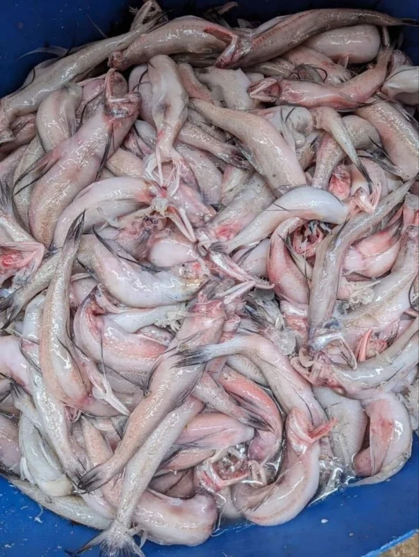 Fresh Sea Bombay Duck / Premium Loitta Mach