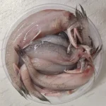 Fresh Sea Bombay Duck / Premium Loitta Mach