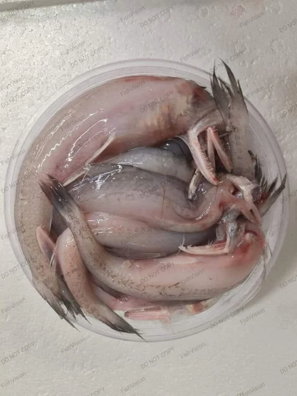 Fresh Sea Bombay Duck / Premium Loitta Mach
