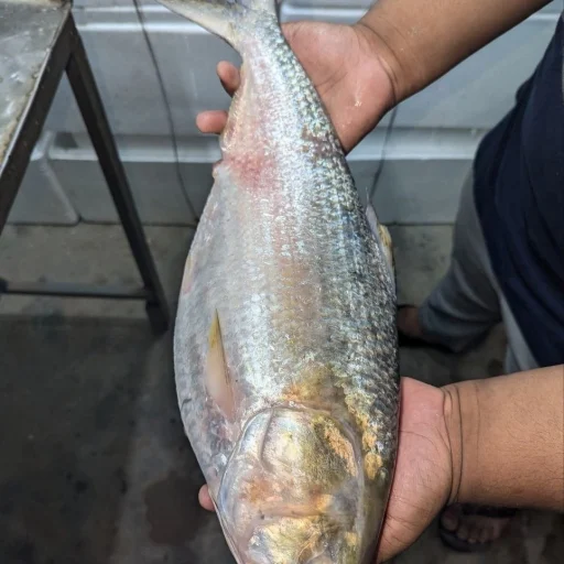 চাঁদপুরের ইলিশ (বা, Chandpur Hilsa Fish)