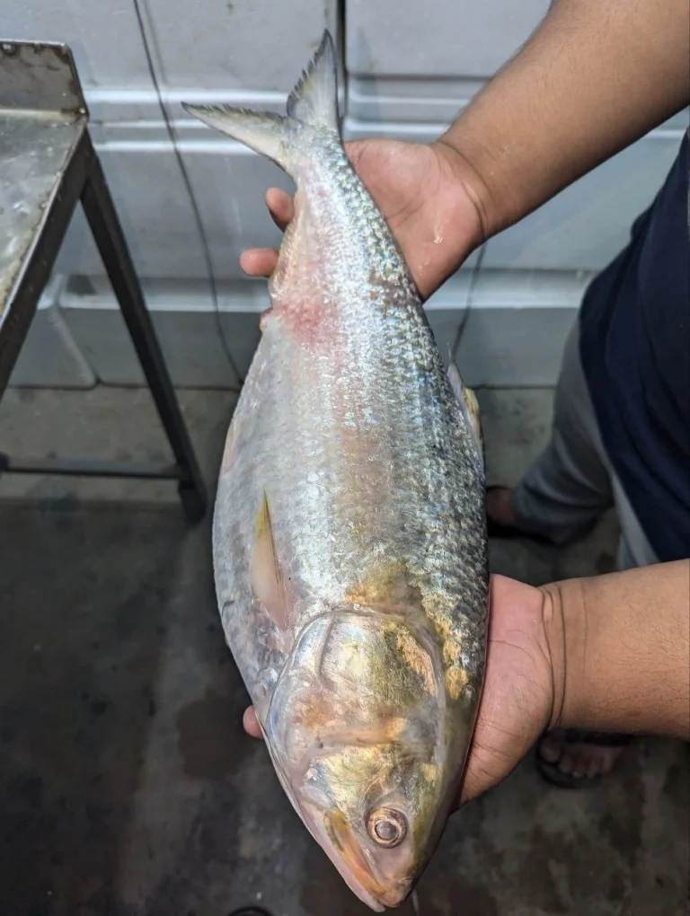 চাঁদপুরের ইলিশ (বা, Chandpur Hilsa Fish)