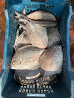 Fresh Sea Black Pomfret / Kalo Rupchanda Fish