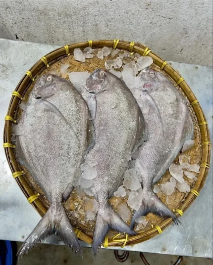 Fresh Sea Black Pomfret / Kalo Rupchanda Fish