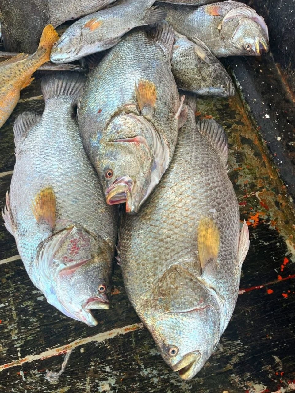 কৈ কোরাল 1 Premium Fresh Sea Koi Koral Fish - খাঁটি তাজা সামুদ্রিক কৈ কোরাল মাছ