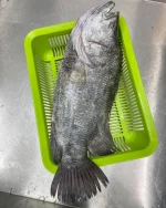 Premium Fresh Sea Koi Koral Fish - খাঁটি তাজা সামুদ্রিক কৈ কোরাল মাছ