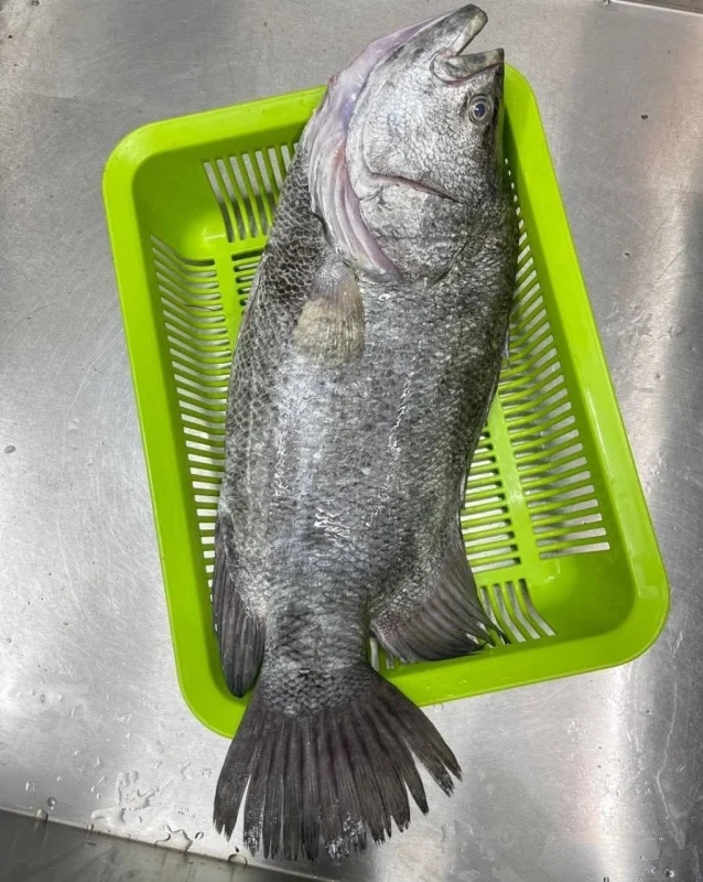 Premium Fresh Sea Koi Koral Fish - খাঁটি তাজা সামুদ্রিক কৈ কোরাল মাছ