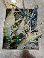 Golda Chingri - গলদা চিংড়ি - Image 2