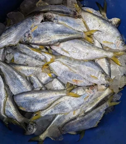 Premium Fresh Sea Ribbon Fish