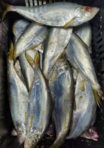Premium Fresh Sea Ribbon Fish