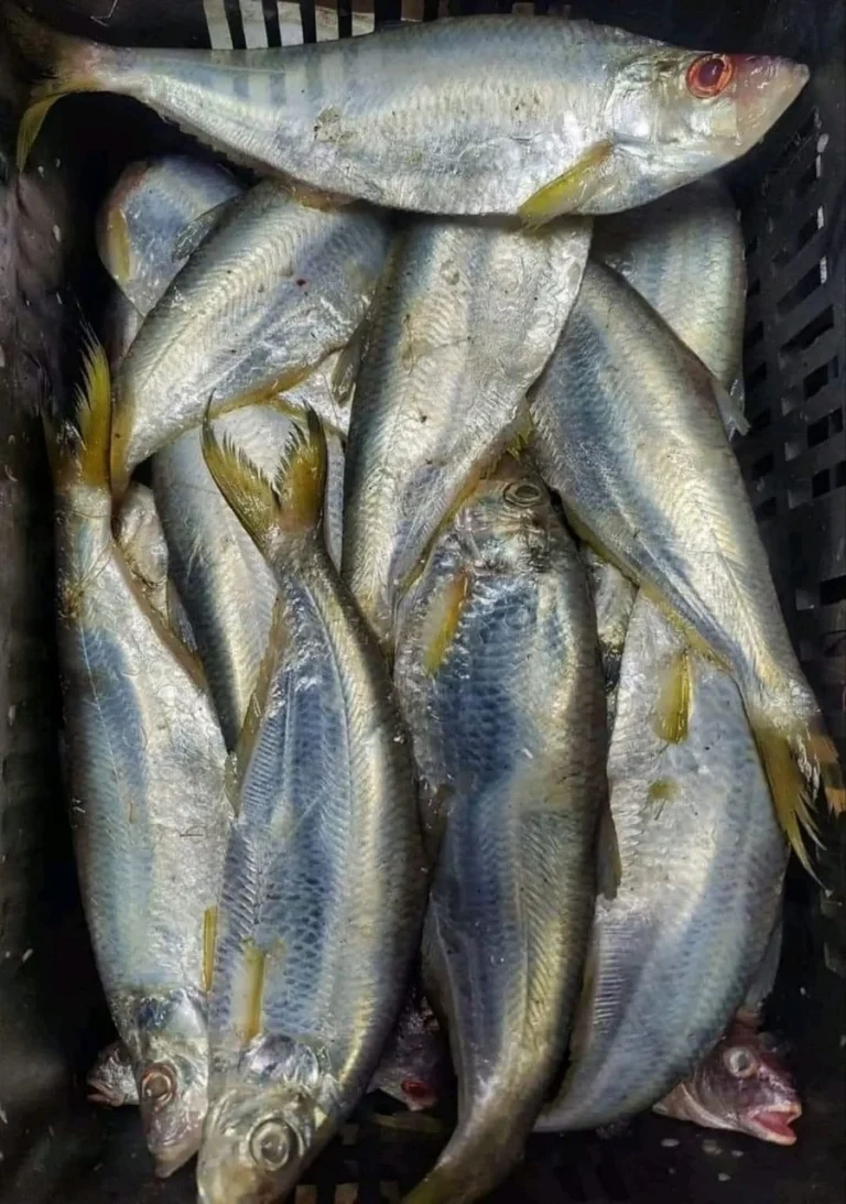 Premium Fresh Sea Ribbon Fish