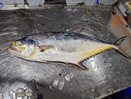 চাপাকড়ি মাছ (বা, Chapa Kori Fish / Queenfish)