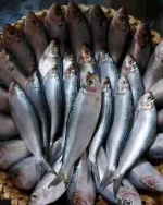 Fresh River Chapila Fish / Premium Chapila Mach