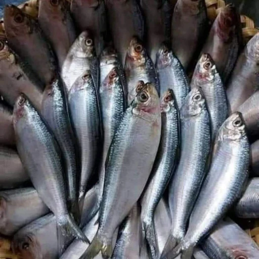 Fresh River Chapila Fish / Premium Chapila Mach