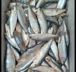 Fresh River Chapila Fish / Premium Chapila Mach