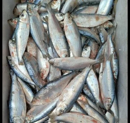 Fresh River Chapila Fish / Premium Chapila Mach