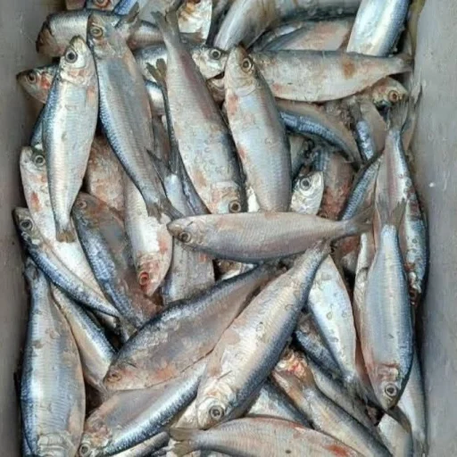 Fresh River Chapila Fish / Premium Chapila Mach