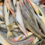 Fresh Sea Tassel Fish / Premium Tular Dandi Mach