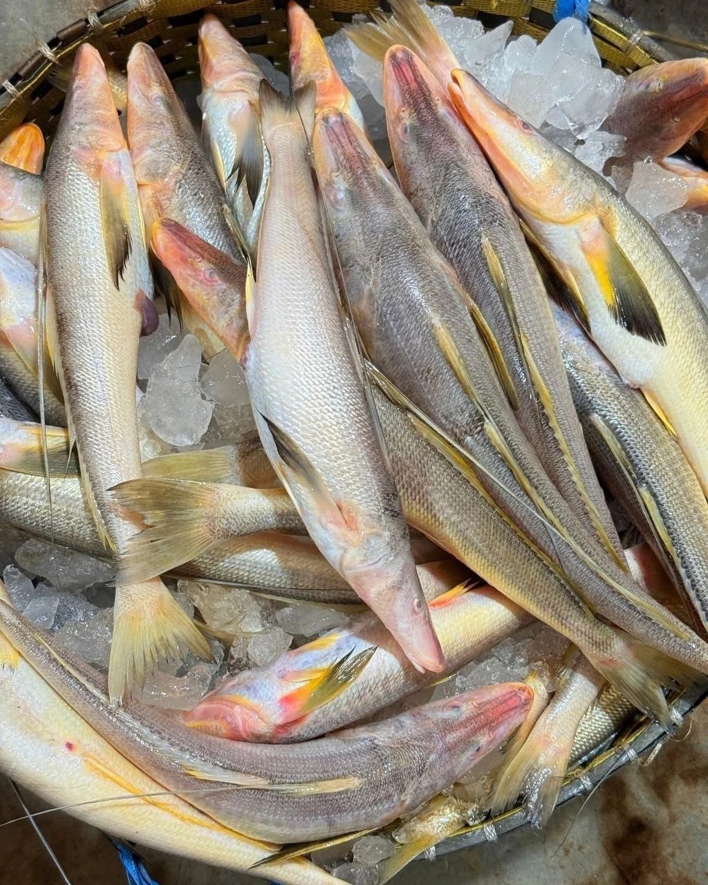 তুলারডাডি 2 Fresh Sea Tassel Fish / Premium Tular Dandi Mach