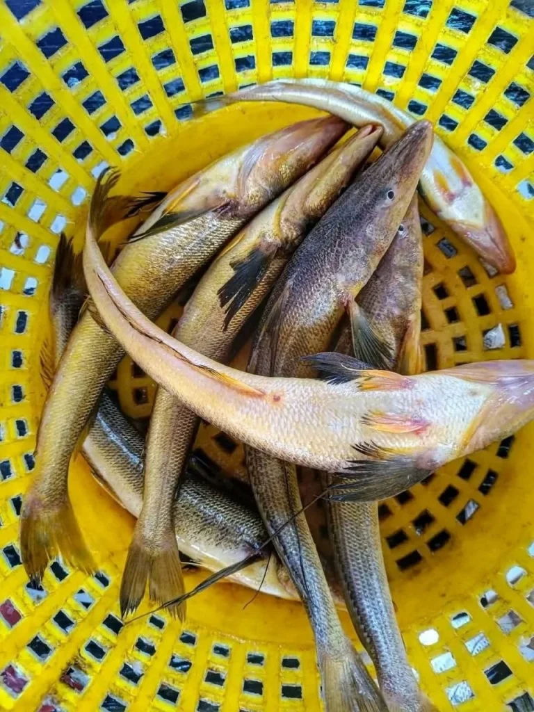 Fresh Sea Tassel Fish / Premium Tular Dandi Mach