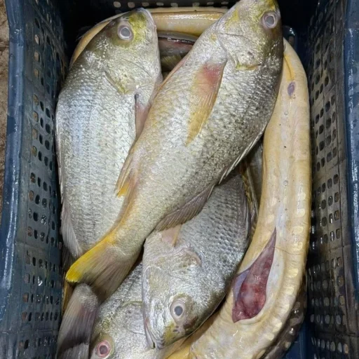 Premium Fresh Sea Datina Koral Fish Online