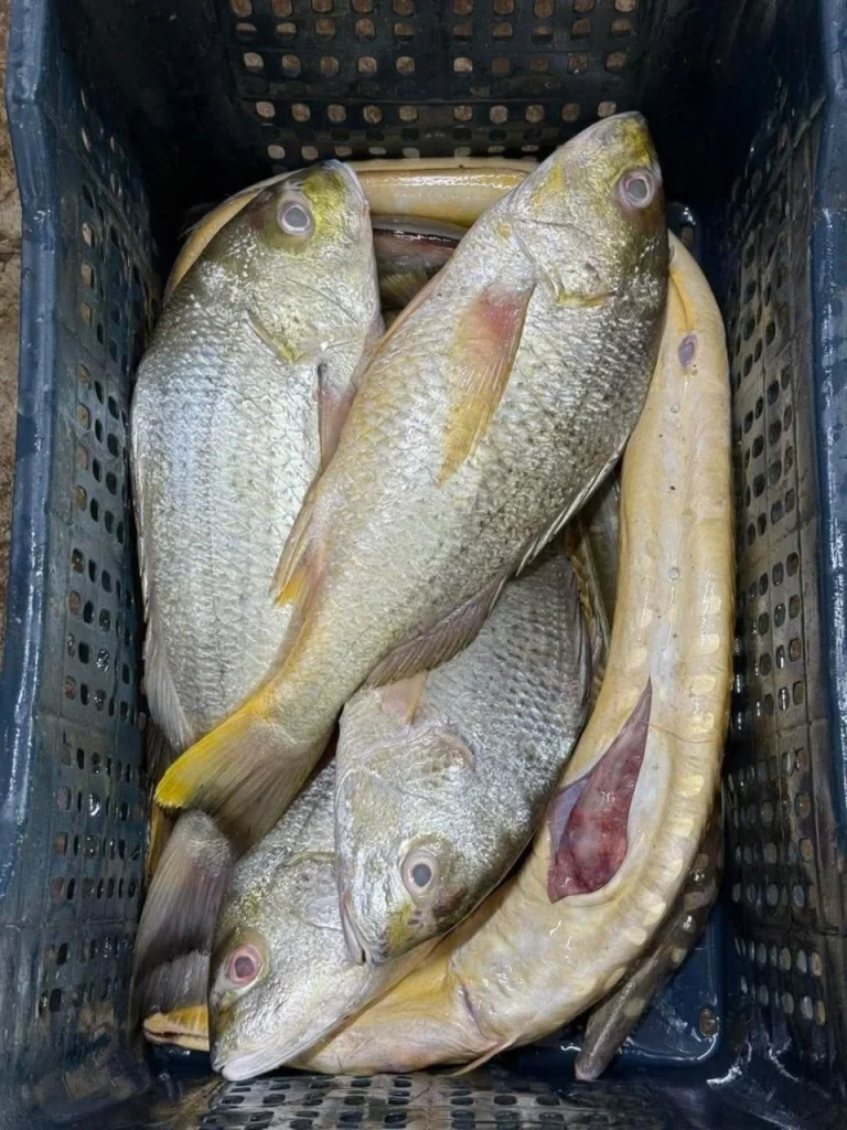 Premium Fresh Sea Datina Koral Fish Online