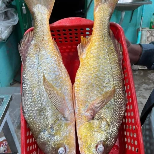 Premium Fresh Sea Datina Koral Fish Online
